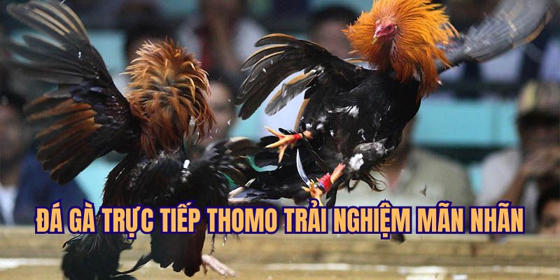 Đá Gà Trực Tiếp Thomo Mang Đến Trải Nghiệm Mãn Nhãn