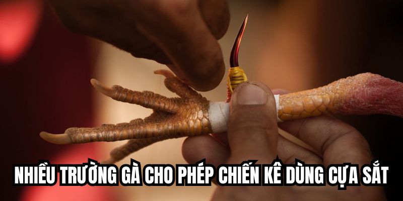 Nhiều trường gà cho phép chiến kê dùng cựa sắt