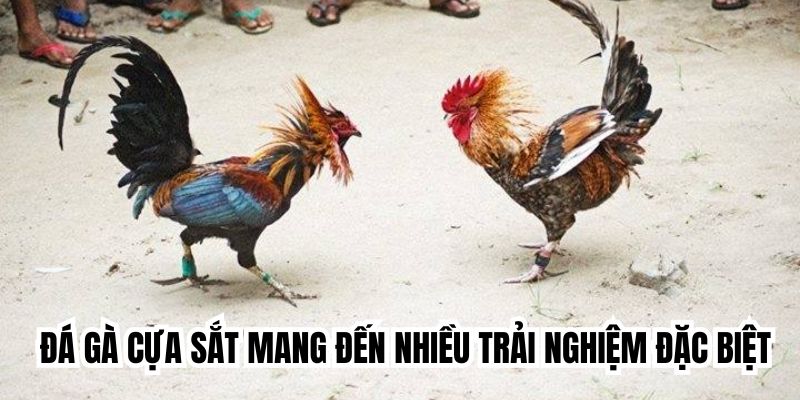 Đá gà cựa sắt mang đến nhiều trải nghiệm đặc biệt