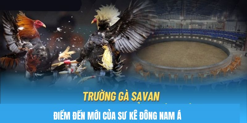 Trường Gà Savan - Điểm Đến Mới Của Sư Kê Đông Nam Á