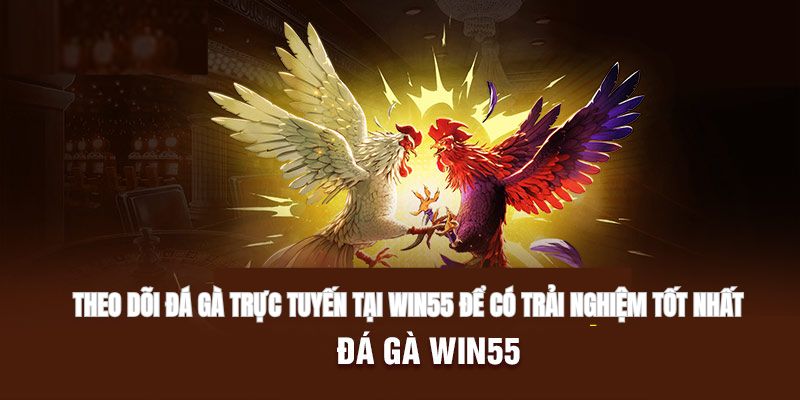 Theo dõi đá gà trực tuyến tại Win55 để có trải nghiệm tốt nhất